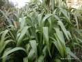 Harakeke growing in my garden