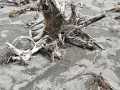 driftwood base for "Harping on about DNA"