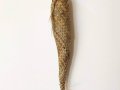 #1135 Cocoon #3