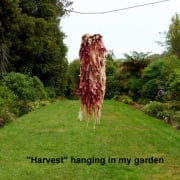 "Harvest" hanging in my garden
