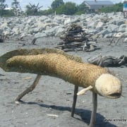 Neal the Eel