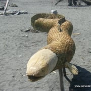 Neal the Eel