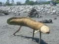 Neal the Eel
