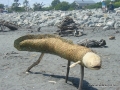 Neal the Eel