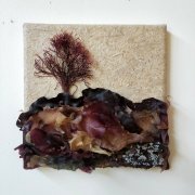 #1177 Seaweedscape