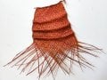 #1194 Orange Ripples