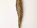 #1135 Cocoon #3