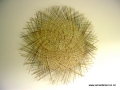 Emanation #150 sold