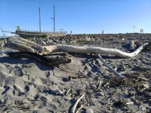 Log washed up on the beach